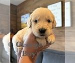 Small #5 Golden Retriever