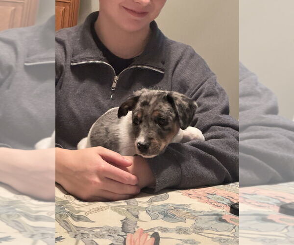 Medium Photo #5 Australian Shepherd-Unknown Mix Puppy For Sale in Brewster, NY, USA