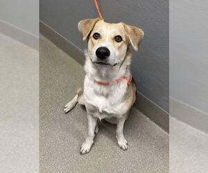 Beagle-Unknown Mix Dogs for adoption in Las Vegas, NV, USA