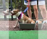 Small #12 American Pit Bull Terrier Mix