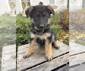 German Shepherd Dog Puppy for sale in MIDDLEBURY, IN, USA