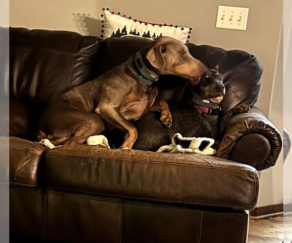 Medium Photo #7 Doberman Pinscher Puppy For Sale in Buffalo, MN, USA