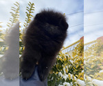 Small #8 Pomeranian