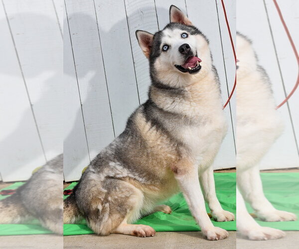 Medium Photo #6 Siberian Husky Puppy For Sale in Newport Beach, CA, USA