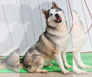 Lala *Courtesy Post* - Female Siberian Husky Dog for Adoption - Photo #6