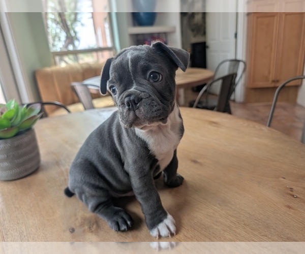 Medium Photo #6 Faux Frenchbo Bulldog Puppy For Sale in LAS CRUCES, NM, USA