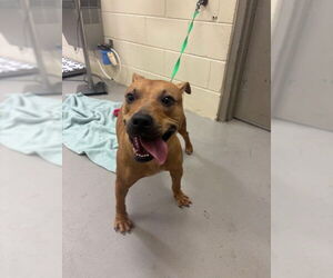 Mutt Dogs for adoption in Sanford, FL, USA