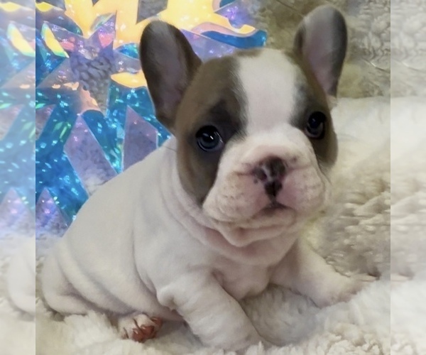 Medium Photo #2 French Bulldog Puppy For Sale in WEXFORD, PA, USA
