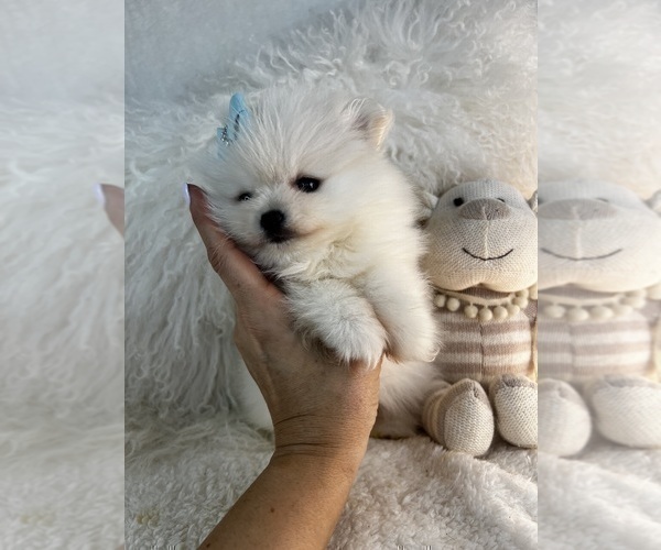 Medium Photo #14 Pomeranian Puppy For Sale in TAMPA, FL, USA