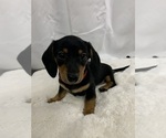 Small Photo #3 Dachshund Puppy For Sale in GUYTON, GA, USA