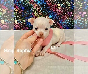 Chihuahua Puppy for sale in WINNSBORO, LA, USA