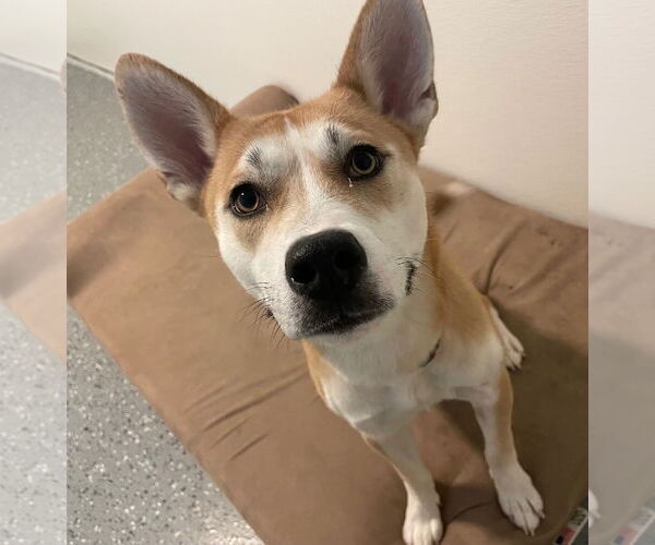 Medium Photo #1 Mutt Puppy For Sale in Clarkston, MI, USA