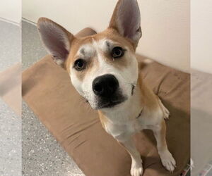 Mutt Dogs for adoption in Clarkston, MI, USA