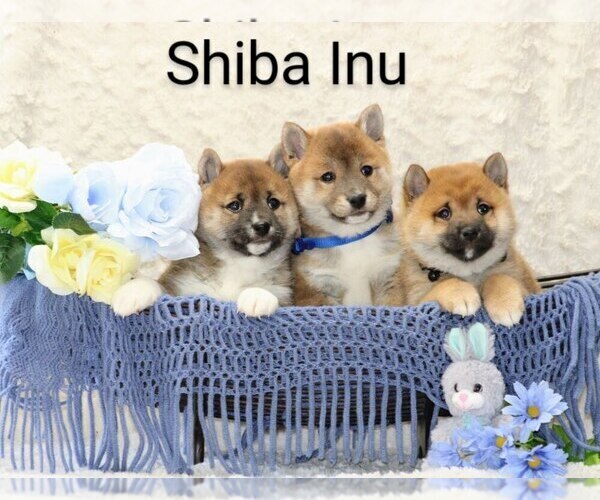 Medium Photo #1 Shiba Inu Puppy For Sale in LOYAL, WI, USA