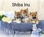 Small Photo #1 Shiba Inu Puppy For Sale in LOYAL, WI, USA