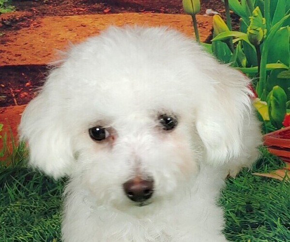 Medium Photo #1 Bichon Frise Puppy For Sale in WINSTON SALEM, NC, USA
