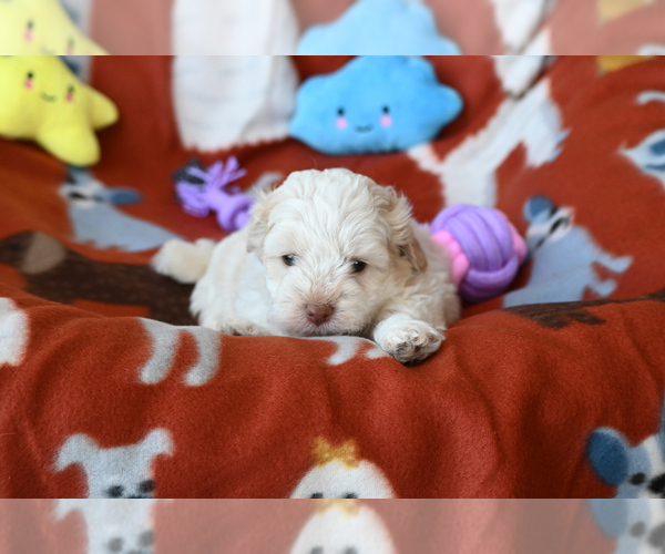 Medium Photo #1 Havapoo Puppy For Sale in GUTHRIE, KY, USA