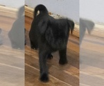 Small #12 Pug