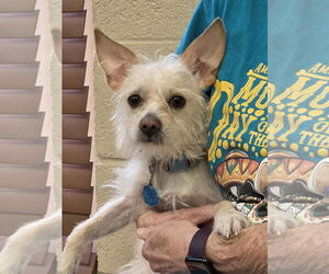 Mutt Dogs for adoption in Amarillo, TX, USA