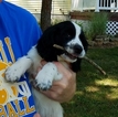 Small Photo #1 English Cocker Spaniel Puppy For Sale in MITCHELL, IN, USA
