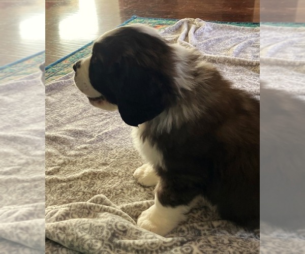 Medium Photo #5 Saint Bernard Puppy For Sale in COLORADO SPRINGS, CO, USA