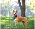 Small #3 Basenji Mix