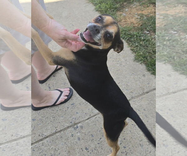 Medium Photo #3 Buggs Puppy For Sale in Alexander, AR, USA