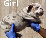 Small Photo #3 English Bulldog Puppy For Sale in HARTFORD, CT, USA