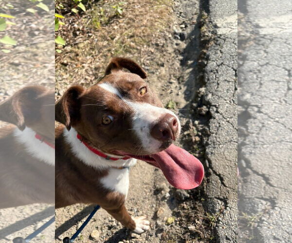 Medium Photo #5 Mutt Puppy For Sale in NEWPORT NH, NH, USA