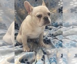 Small #5 French Bulldog