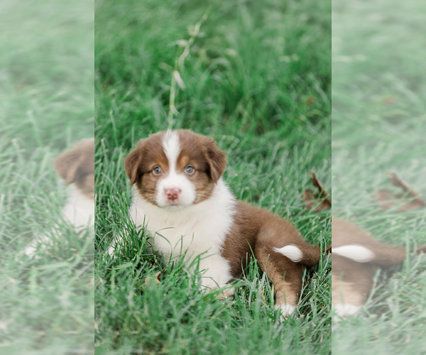 Medium Photo #3 Australian Shepherd Puppy For Sale in ARODA, VA, USA