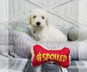 Goldendoodle Puppy for sale in AVA, MO, USA