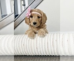 Small Photo #1 Goldendoodle (Miniature) Puppy For Sale in HERRIMAN, UT, USA