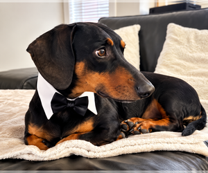 Marcus - San Diego - Male Dachshund Dog for Adoption - Photo #3
