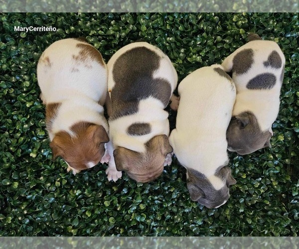 Medium Photo #11 French Bulldog Puppy For Sale in NORTH LAS VEGAS, NV, USA