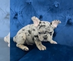 French Bulldog Puppy for sale in HOUSTON, TX, USA