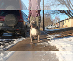 Small #1 American Bully