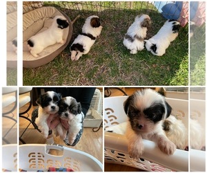 Shorkie Tzu Puppy for sale in CHESAPEAKE, VA, USA