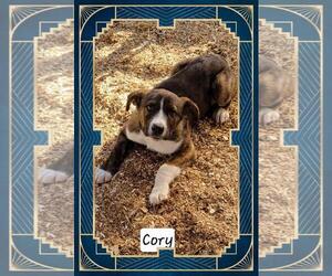 Mutt Dogs for adoption in Granbury, TX, USA