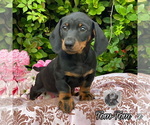 Small Photo #2 Dachshund Puppy For Sale in MIAMI, FL, USA