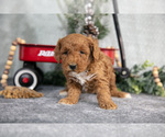 Small Photo #7 Goldendoodle (Miniature) Puppy For Sale in WOLCOTTVILLE, IN, USA