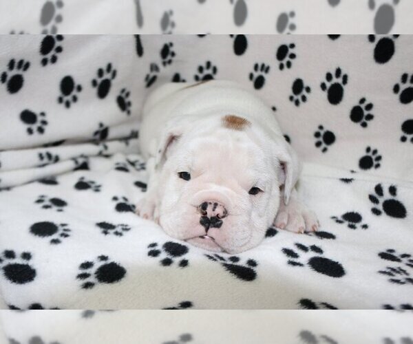 Medium Photo #5 English Bulldog Puppy For Sale in AUSTIN, TX, USA