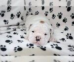 Small Photo #5 English Bulldog Puppy For Sale in AUSTIN, TX, USA