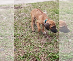 Rhodesian Ridgeback Puppy for sale in APOPKA, FL, USA