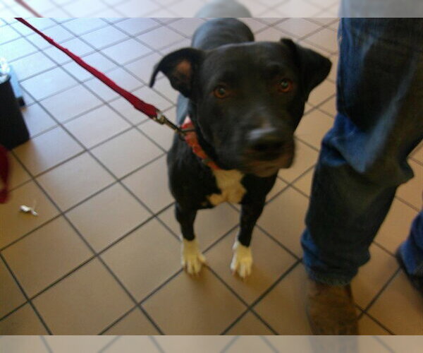Medium Photo #1 Labrador Retriever-Unknown Mix Puppy For Sale in Ocala, FL, USA