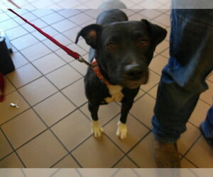 Labrador Retriever-Unknown Mix Dogs for adoption in Ocala, FL, USA