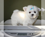 Small #4 Maltese