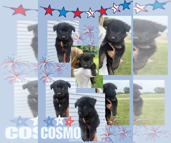 Medium Photo #1 German Shepherd Dog Puppy For Sale in HUDSONVILLE, MI, USA