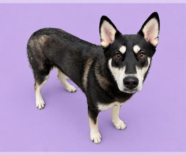 Medium Photo #1 Siberian Husky Puppy For Sale in HESPERIA, CA, USA