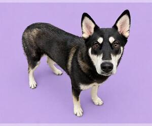 Siberian Husky Dogs for adoption in HESPERIA, CA, USA